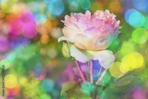 Blossom flowers bokeh- background header rose. Selective focus- soft lights pattern. Abstract defocused nature