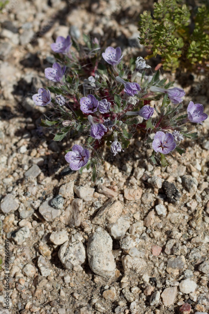 Φωτογραφία Minute blossoms in shades of purple and white with darker spots belong to Lilac