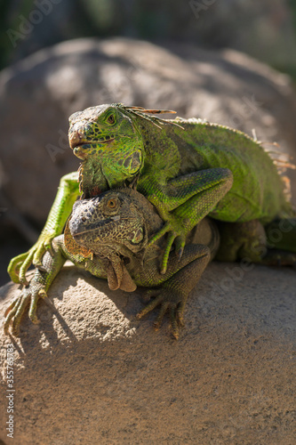 Two green iguanas captured together gazing at the lens. Exotic reptiles in the wild