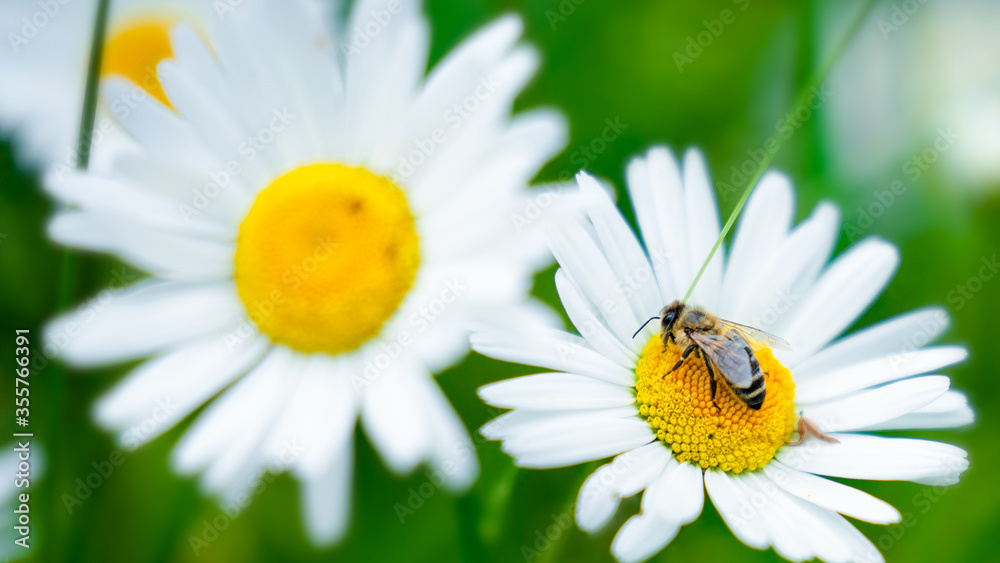 Fototapeta premium Biene bei der Arbeit