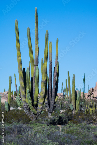 Mexican giant cardon - cactus part of the ecosystem in the Mexican subtropical desert also known as the Sagueso cactus © Aleksandra