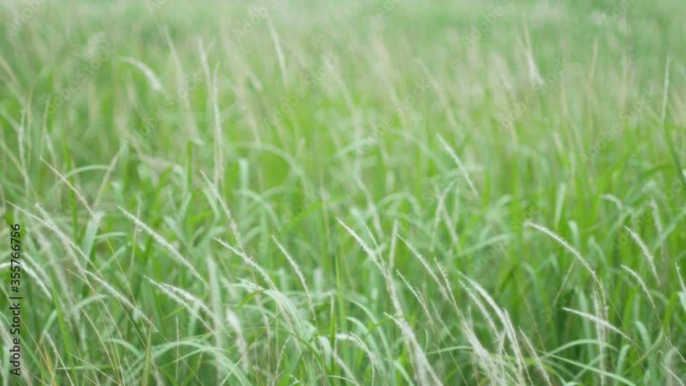 grass flower moving with wind, for background and textured grass flower moving with wind, for background and textured