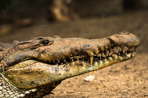 Crocodylus moreletii - macro profile of a crocodile with open jaw bigh teeth and eye gazin at the lens captured in Ventanilla in Mexico