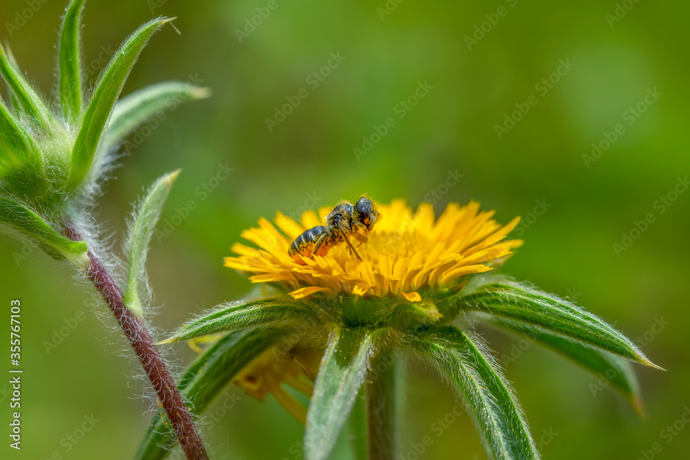 Image of bee or honeybee on yellow flower collects nectar. Golden honeybee on flower pollen with space blur background for text. Image of bee or honeybee on yellow flower collects nectar. Golden honeybee on flower pollen with space blur background for text.
