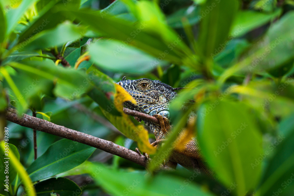 Iguana - reptile herbivore hiding behind green leafs in its natural habitat in Mexico Iguana - reptile herbivore hiding behind green leafs in its natural habitat in Mexico