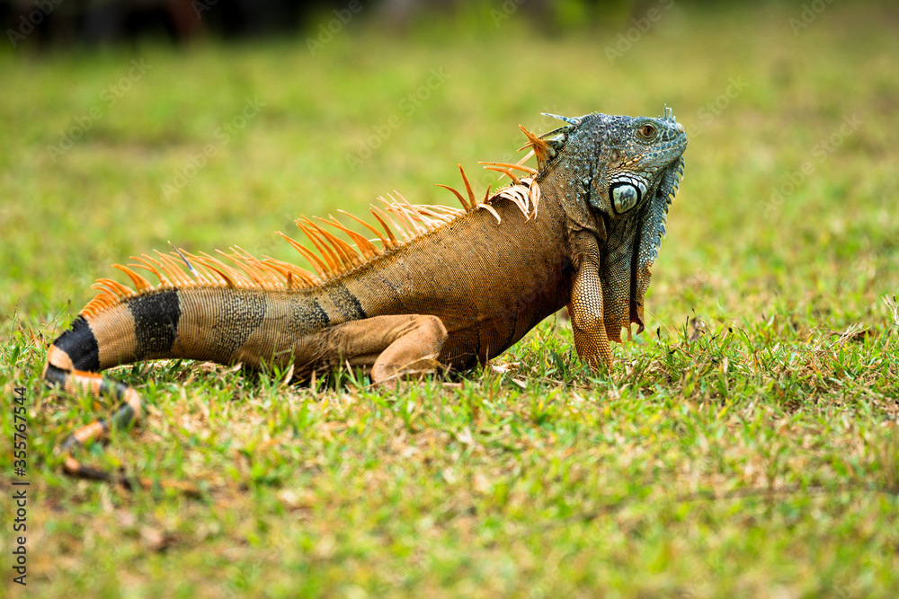 Male American iguana changing colors in mating season - Iguana iguana herbivore reptile Male American iguana changing colors in mating season - Iguana iguana herbivore reptile