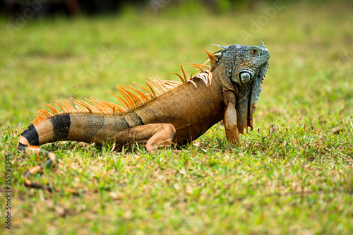 Male American iguana changing colors in mating season - Iguana iguana herbivore reptile
