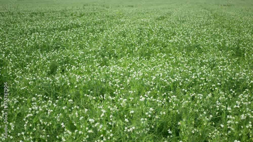 Peas detail blossom flower white bio organic farm farming cover crop Pisum sativum, green fertilization mulch field soil nutrition for other crops pea green tendrils manure nitrogen, agriculture Peas detail blossom flower white bio organic farm farming cover crop Pisum sativum, green fertilization mulch field soil nutrition for other crops pea green tendrils manure nitrogen, agriculture