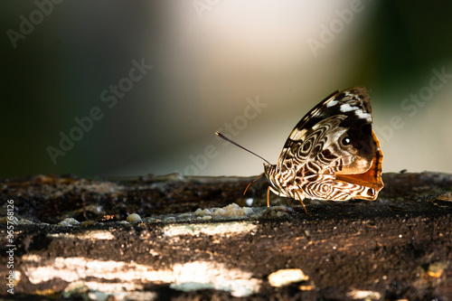 Macro photograph of a cryptic butterfly from the Hamadryas family with beautiful wings and its proboscis out  eating resing photo