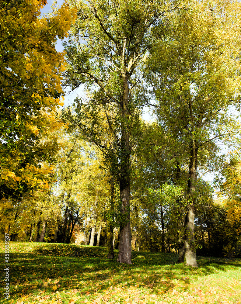 Naklejka premium autumn landscape with maple