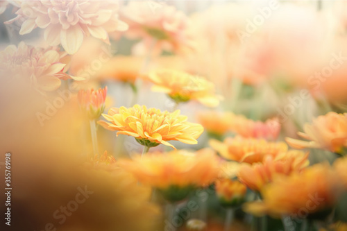 orange chrysanthemum flower in the garden