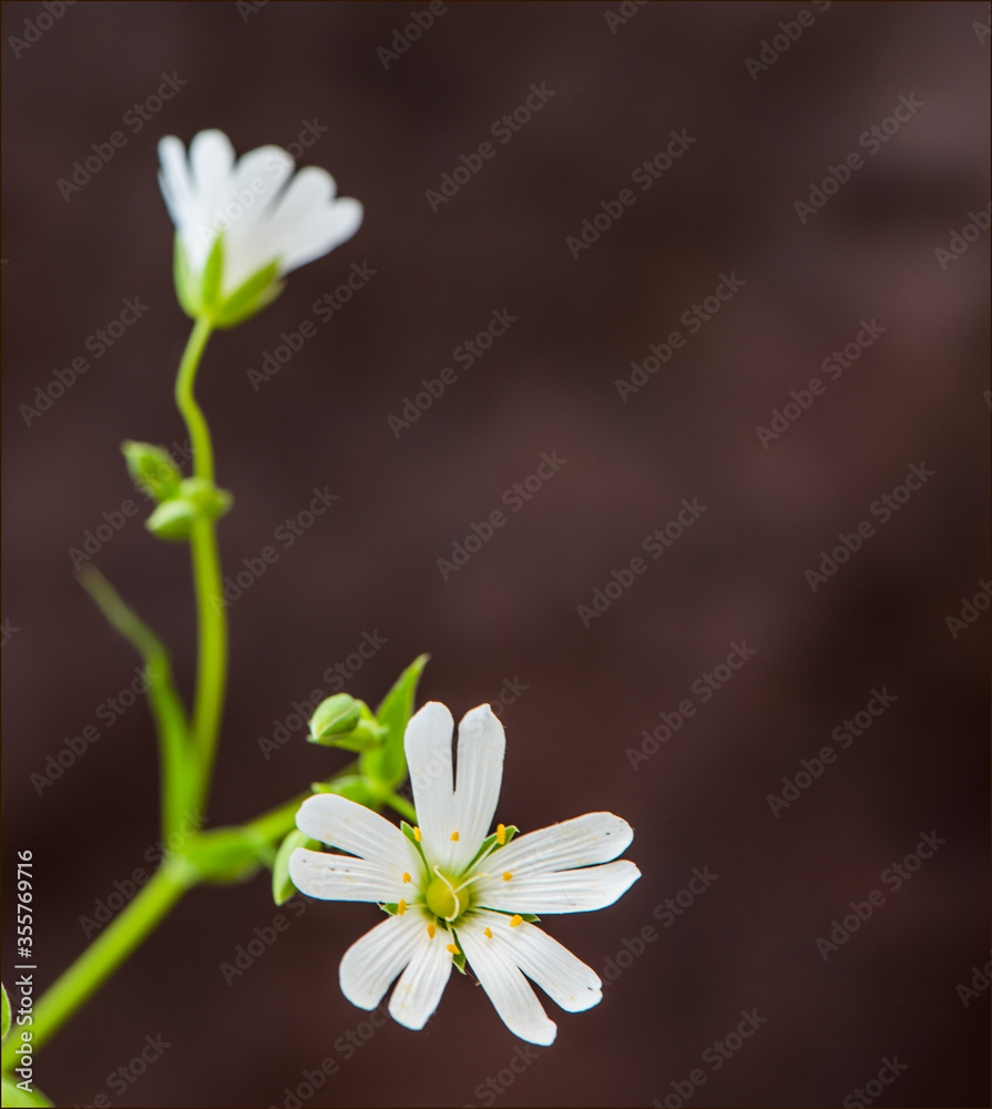 Obraz premium Small white spring flower with double petals on a brown background.