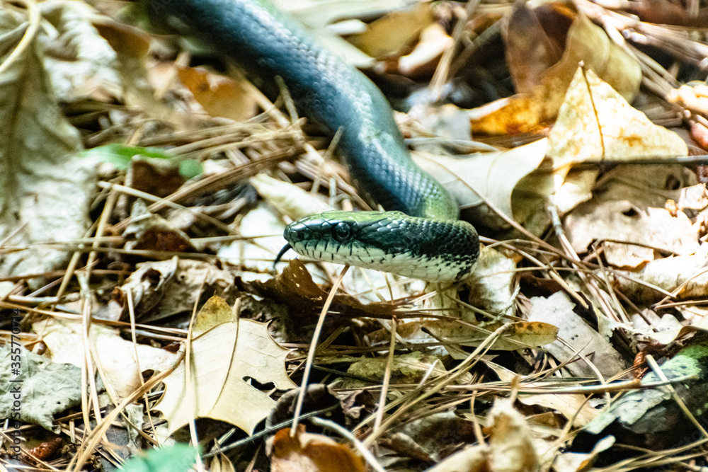 Fototapeta premium Black Snake