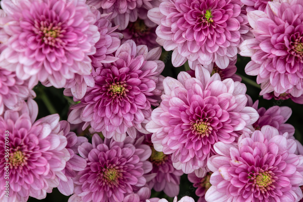 chrnysathemum flowers in the garden chrnysathemum flowers in the garden