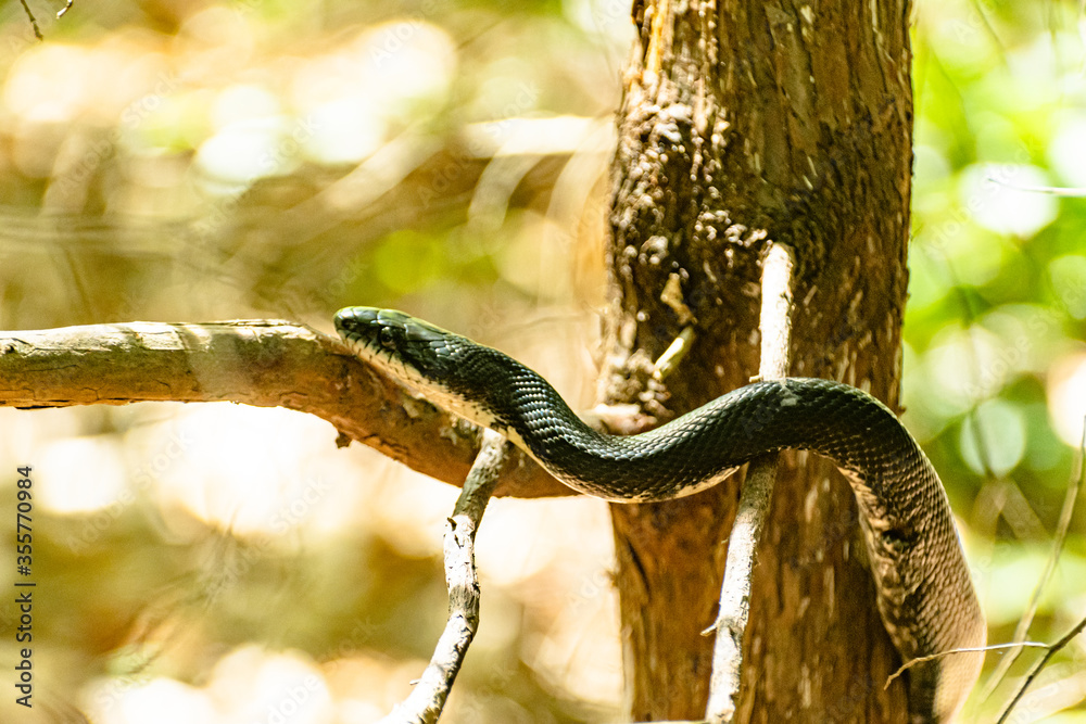 Naklejka premium Black Snake