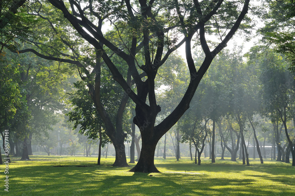 Obraz premium Morning Sunlight