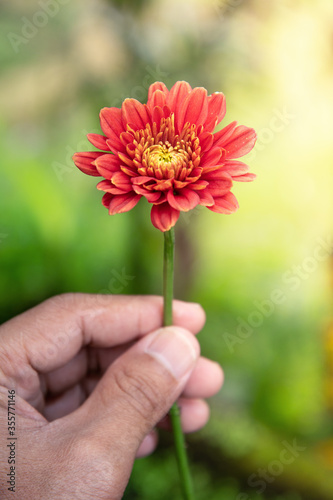flower in hand
