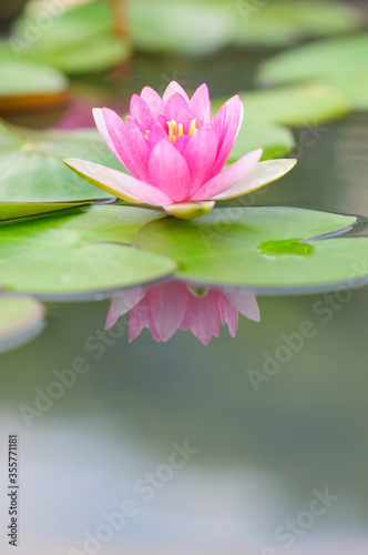 An attractive pink water lily