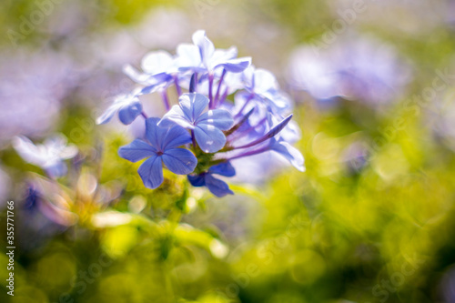 Purple flowers © Ornanong