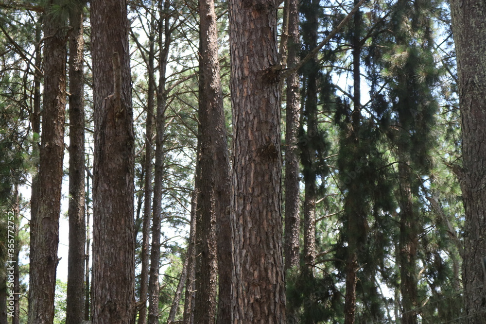 Fototapeta premium Na fazenda