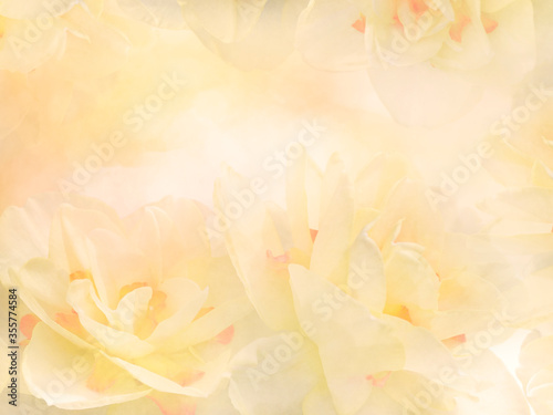 Yellow Daffodil Narcissus Flowers, close up