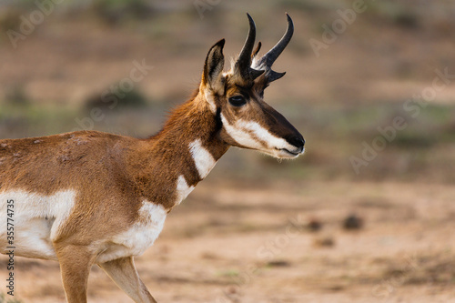 Fototapeta Naklejka Na Ścianę i Meble -  Beautiful male Antilocapra americana known as Pronghorn - an endangered species with curved horns and even-toed hoofs caputed in Baja California