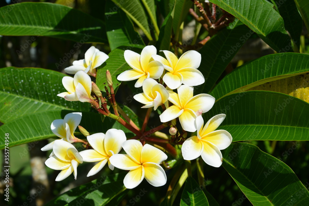 Group of egg flower blossoms in sunny morning Group of egg flower blossoms in sunny morning