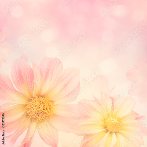 Dahlia Flowers close up for background