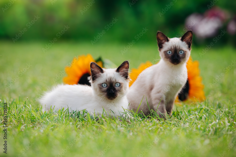 A little kitten walks in nature, runs on the grass. The cat plays on the lawn in the open air. The pet hunts on the background of green plants and flowers