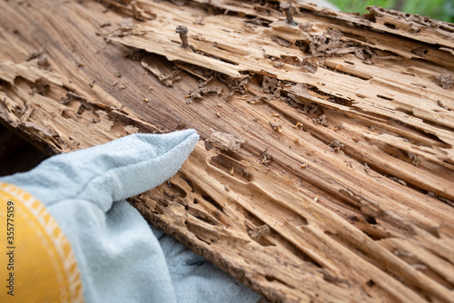 Background termite nests are traces of wood that is eaten by termites, endangering the wood by termites. photo