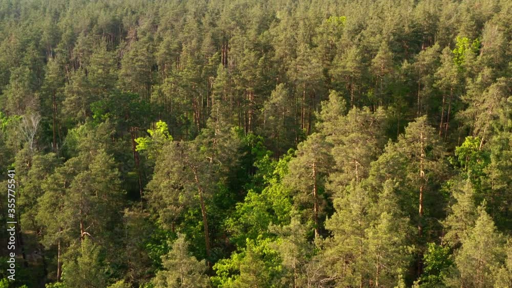 Aerial view of a fresh green forest in the evening sun in summer. Coniferous and deciduous trees in a displaced forest. Natural landscape. Forest background Aerial view of a fresh green forest in the evening sun in summer. Coniferous and deciduous trees in a displaced forest. Natural landscape. Forest background