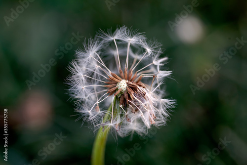 dandelion on a black background