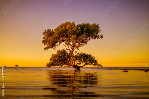 Tree Alone in the Water at Sunset