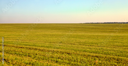 grass on the field, beautiful