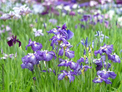 東京都　満開の堀切菖蒲園