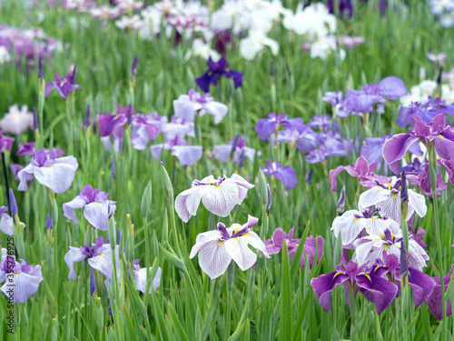 東京都 満開の堀切菖蒲園