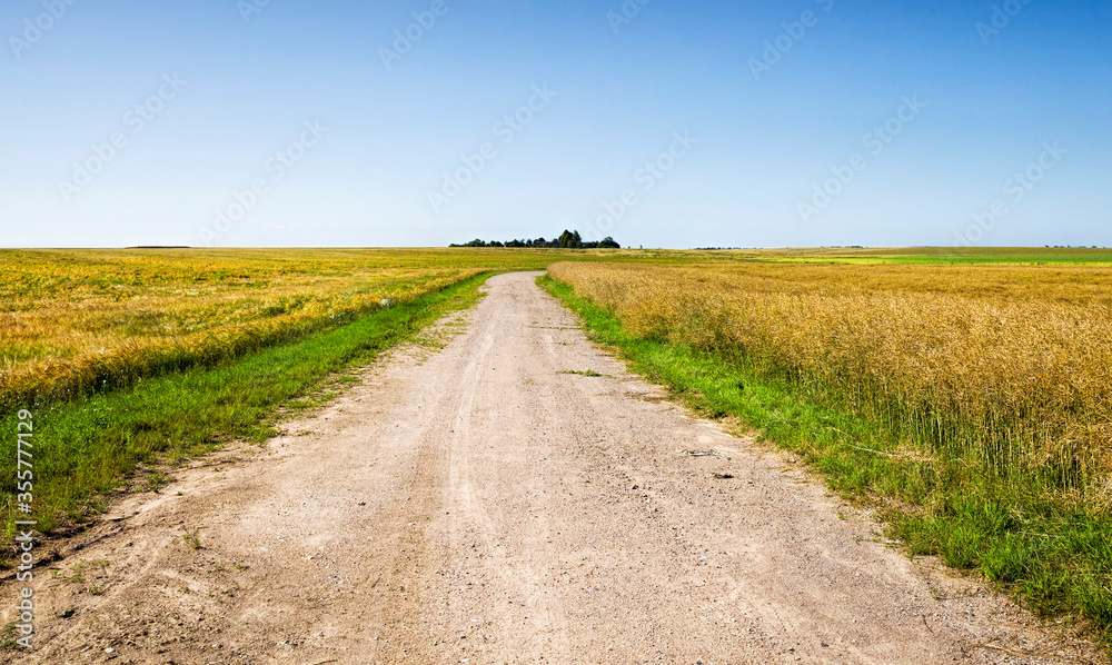road along the field road along the field