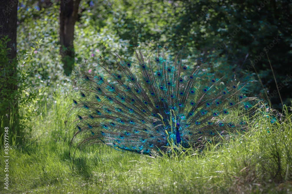 Obraz premium A peacock showcases his new plumage. Beacon hill park. Victoria, Vancouver Island British Columbia Canada