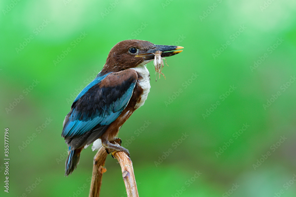 Little Bird Insects Its About A Little Bird