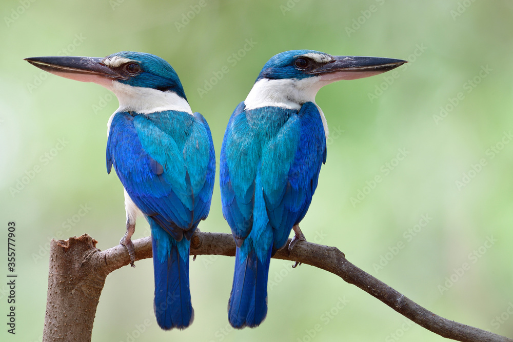 White collared kingfishers in mating season, fascinated blue bird with large beaks perching together
