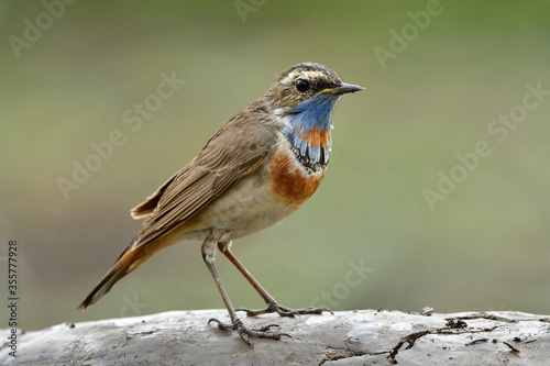 Wild animal with wondering face while standing in showering moment, small bird in the rain