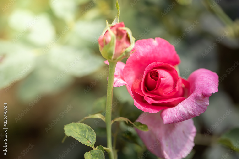 Roses in the garden