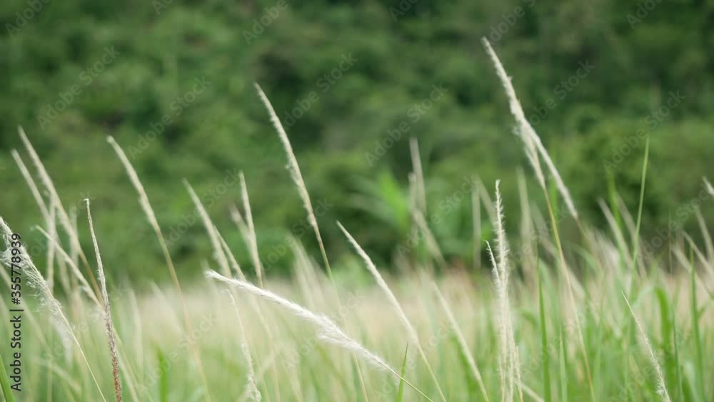 grass flower moving with wind, for background and textured grass flower moving with wind, for background and textured