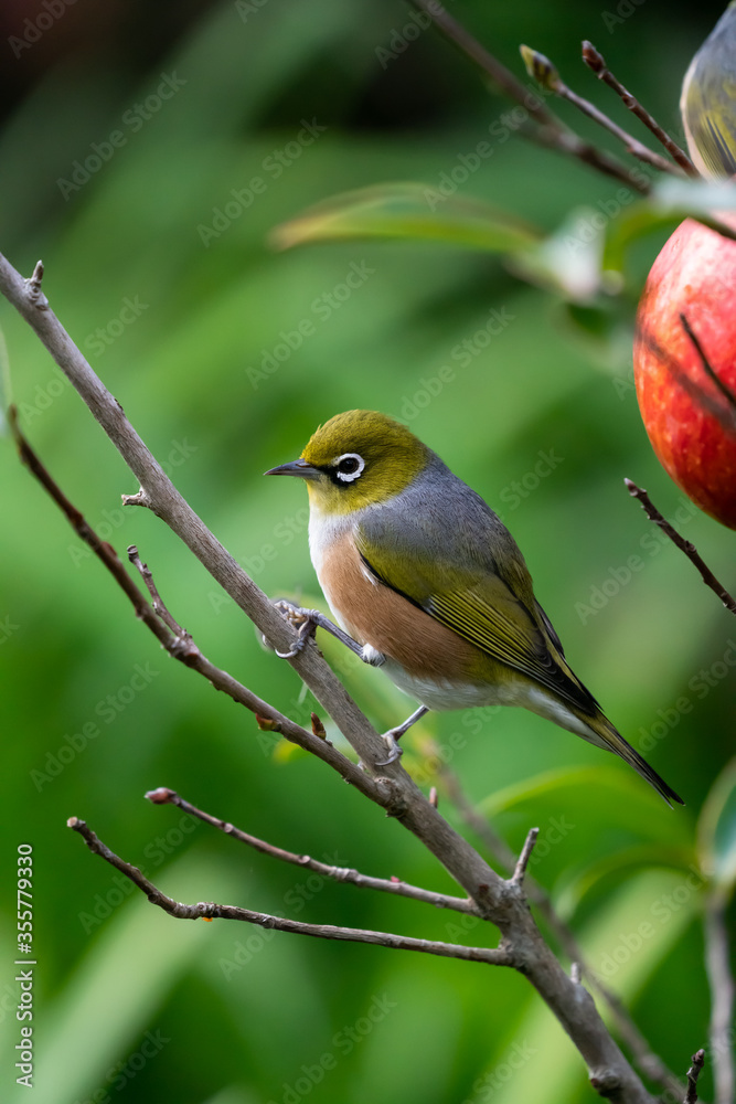 Obraz premium A Wax eye also known as a white eye or silver eye bird in a New Zealand garden