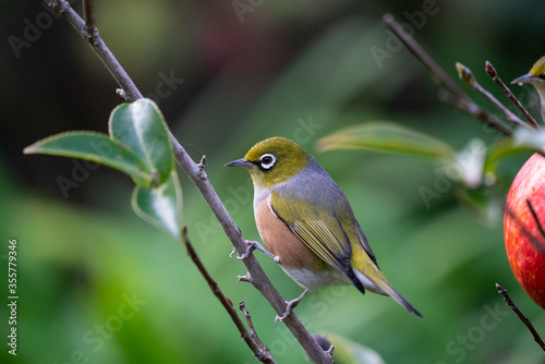 Obraz na płótnie A Wax eye also known as a white eye or silver eye bird in a New Zealand garden w salonie