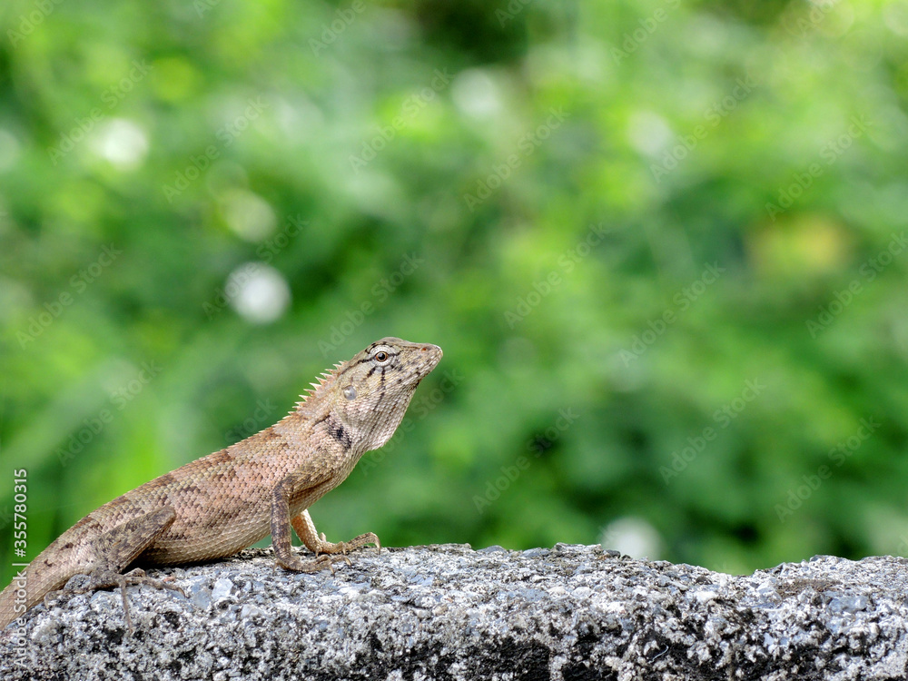 lizard on a rock, In the morning the chameleon is in the garden, which has a green background.