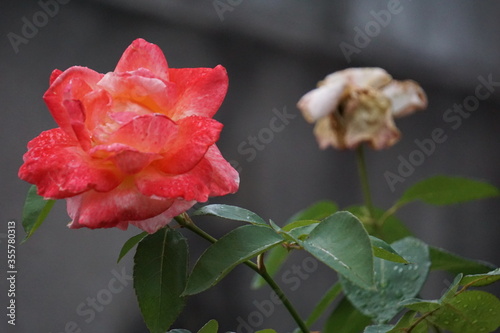 Red rose and dead white rose in the garden（庭の赤いバラと枯れた白いバラ）