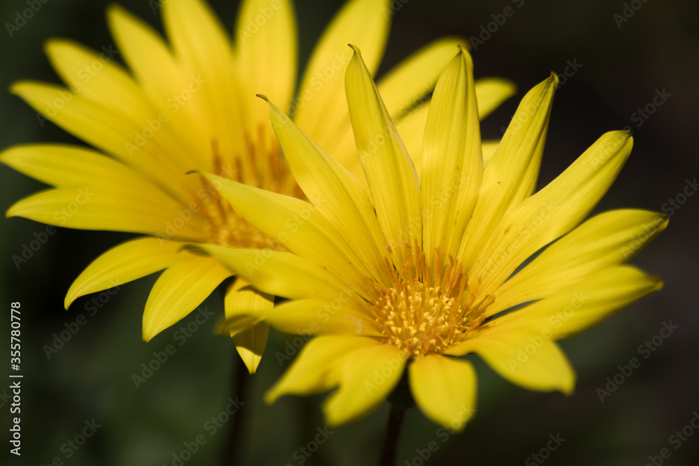 Close Up of Yellow Daisy Flowers Close Up of Yellow Daisy Flowers