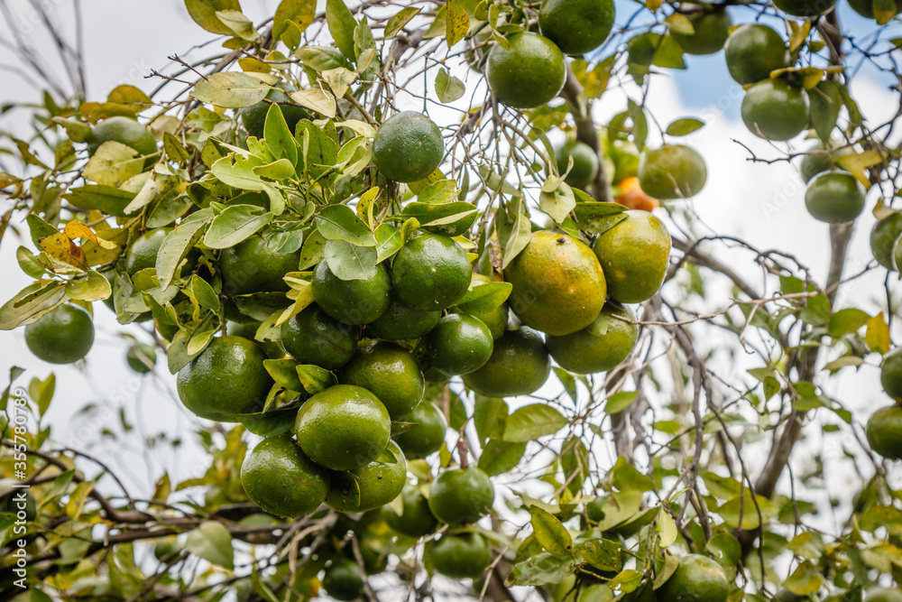 Fresh oranges and limes growing on the trees. Citrus farm, Kintamani Regency, Bangli, Bali, Indonesia.