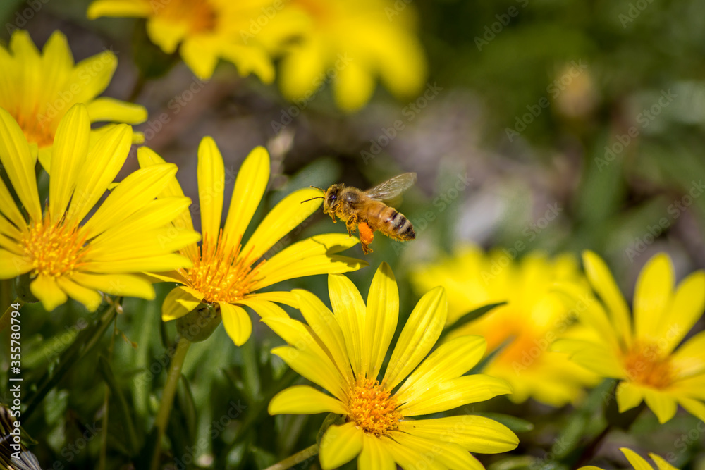 Close Up of a Bee Pollinating Yellow Daisies Close Up of a Bee Pollinating Yellow Daisies